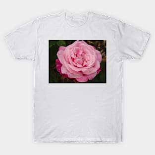 Rose Flower Pink Two Tone T-Shirt